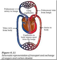 What Is Double Circulation Draw A Schematic Diagram To Show