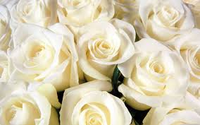 Going back into history the white rose was used to communicate love and it was the hallmark of the red rose. White Rose Hd Desktop Wallpapers Top Free White Rose Hd Desktop Backgrounds Wallpaperaccess