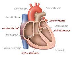 Herzklappenerkrankungen Symptome Ursachen Operation Minimed At