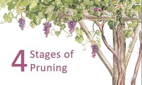 Image result for pruning grapes on a pergola