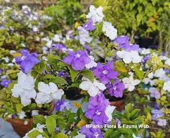 Image result for Brunfelsia pauciflora