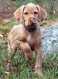 Find vizsla dogs and puppies from california breeders. 22 Wirehaired Vizsla S Ideas Wirehaired Vizsla Vizsla Dogs