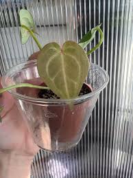 Image result for Pilea johnstonii