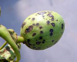 Image result for antraknóza ořešáku