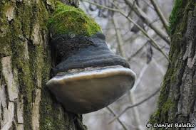 Image result for Phellinus igniarius