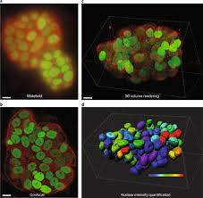 Check spelling or type a new query. Tutorial Guidance For Quantitative Confocal Microscopy Nature Protocols