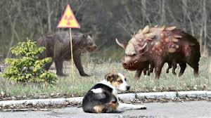 Looking to download safe free latest software now. These Are Most Fierce Facts About Chernobyl Animals Youtube