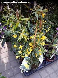 Image result for Gelsemium