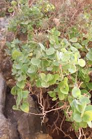 Image result for Capparis fascicularis
