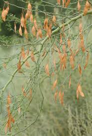 Check spelling or type a new query. Parkinsonia Florida Blue Paloverde Blue Palo Verde Southeastern Arizona Wildflowers And Plants