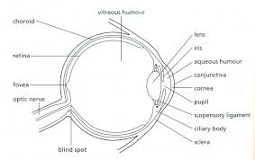 These muscles move the eye up and down, side to side, and rotate the eye. The Eye Rods And Cones Biology Notes For Igcse 2014