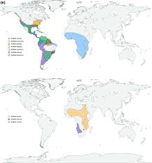 Image result for Wolffiella repanda