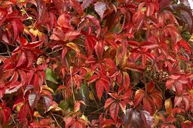 Image result for Parthenocissus quinquefolia