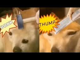 Posted on december 20, 2020 december 23, 2020. Doge Bonk Vs Thump Doge Meme Coin Crypto News