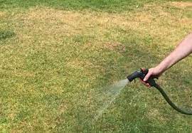 Find out how to prevent this and what you can do to repair your lawn. Fix Burnt Grass Dog Urine Spots With This Easy Solution Hometalk