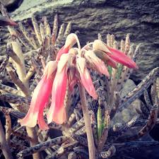 Image result for Chrysophyllum viridifolium