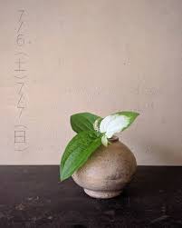 kenta saitou 齊藤謙大 on instagram 半夏生 花や化粧した葉も涼しげで綺麗ですが 半夏生の茎や葉を切った時の香りも爽やかな気分になります 身近にございましたら さっと一本挿 ikebana flower arrangement flower arrangements ikebana