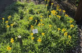 Image result for Helichrysum lastii
