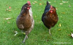 Keeping Chickens The Beginners Free Guide