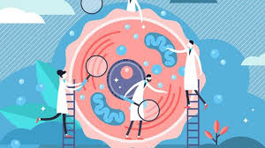 Sementara untuk meiosis menghasilkan empat anak yang dalam prosesnya terjadi reduksi. Perbedaan Mitosis Dan Meiosis Penjelasan Lengkap Pembelahan Sel