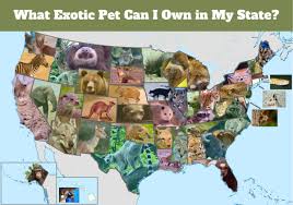 I've never been luckier to adopt this line of the rarest of hybrids. This Exotic Pet Is Legal In Your State Pethelpful By Fellow Animal Lovers And Experts