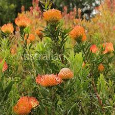 Image result for Leucospermum