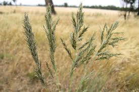 Image result for Eragrostis curvula