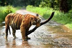 Na razie nikt nie dodał wątku na forum tego filmu. Rescued Tigress In Lucknow Zoo Lucknow News Times Of India