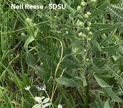 Image result for Nesaea aspera