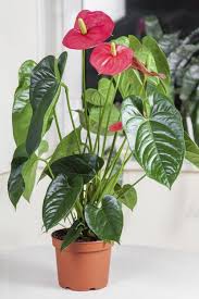 Proper Care For An Anthurium Flamingo Flower