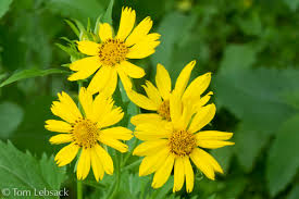 Image result for Verbesina encelioides