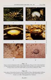 Image result for Photedes captiuncula