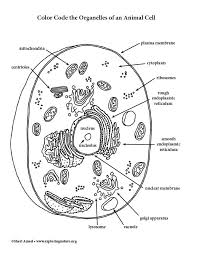 We did not find results for: Animal Cell Color Code The Organelles Color Coding Animal Cell Organelles