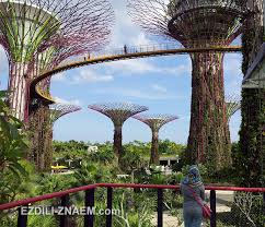 Die pflanzen des botanischen gartens sind temperaturen bis zu 31°c ausgesetzt, zudem kommt der nordostmonsun zwischen november und januar. Kunstliche Baume In Singapur Auf Der Karte Futuristische Garten In Der Bucht Singapur 22 Fotos