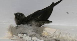 Sarang burung walet di indonesia misalnya, sudah diekspor ke berbagai negara, seperti hong kong, vietnam, kanada, sampai amerika serikat. Dari Walet Lawet Lintji Hingga Seriti Rumah Pengetahuan