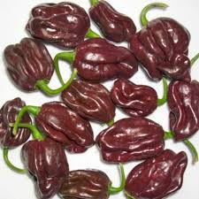 Portail des communes de france : Scotch Bonnet Guadalupe Black Chilisamen Bestellen Chili Shop24 De