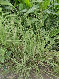 Image result for Eragrostis tenuifolia