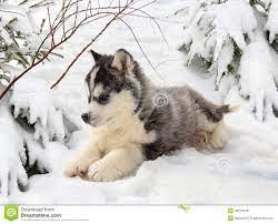 Husky Puppy In A Winter Forest Stock Photo Image Of Concentrated Ambush 48276918