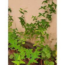 Daun pokok rerama ubat merawat kanser (barah), sle, angin ahmar, darah tinggi, kencing manis dll. Pokok Rama Rama Asfarm Kemaman Terengganu Shopee Malaysia