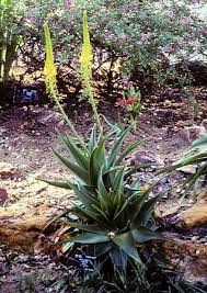 It combines beautifully with blue dwarf agapanthus, flowering at the same time. The Bulbine Page