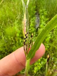 Image result for Hackelochloa granularis
