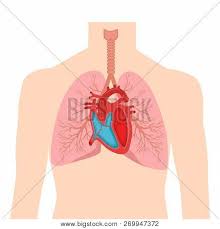 Human anatomy with organs body with organs the human body with organs 3d body with organs human body organs 3d human anatomy flat human body organ organs in body body organs 3d internal body organs. Heart Lungs Internal Vector Photo Free Trial Bigstock