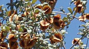 Image result for Combretum hereroense