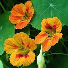 Nasturtium Indian Cress Nasturtium Fragrant Flowers Flower Seeds