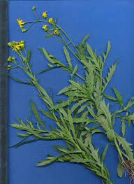 Image result for Senecio madagascariensis