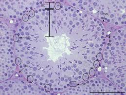 Gray's anatomy for students thieme, atlas of anatomy, neck and internal organs elsevier, kierszenbaum: Figure 1 Histological Structure Of Seminiferous Tubules In The Adult Mouse Testes Stembook Ncbi Bookshelf