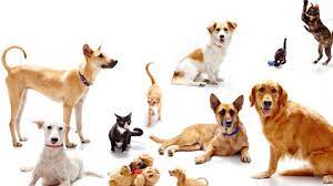 Pet store in kuala lumpur. The Ultimate Pet Lover S Guide To Kl