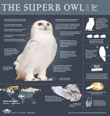 An Overview Of The Superbowl Snowy Owl Owl Facts Owl