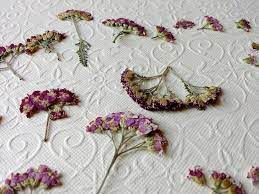 Yarrow Achillea Millefolium Real Pressed Dried Flowers Etsy Dried Flowers Achillea Millefolium Wedding Toss