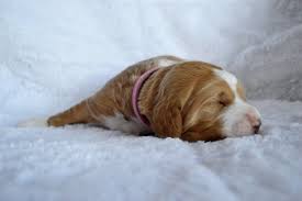 We are looking for guardian homes in the atlanta, georgia area for our doodle puppies. Lakeside Pups